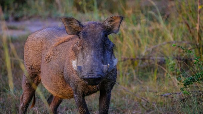 Rheingau Taunus Kreis seit mehr als zehn Monaten ohne neue ASP Nachweise
