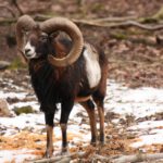 Tierverhalten im Winter: Familienführung in der Fasanerie am 13. Dezember