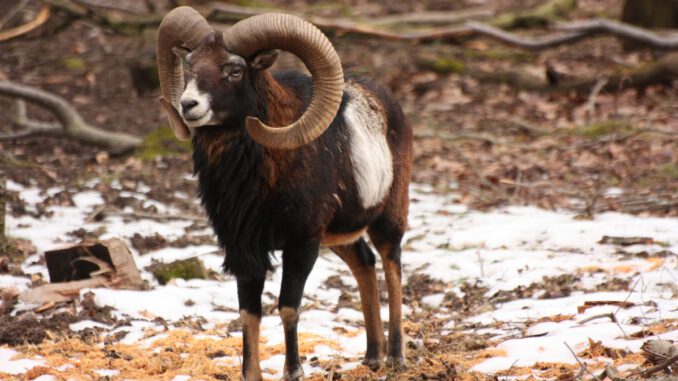 Tierverhalten im Winter: Familienführung in der Fasanerie am 13. Dezember